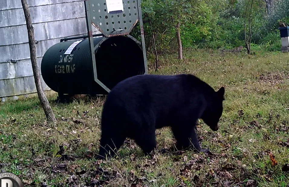 National Hug a Bear Day — Ridley Creek State Park — official source image